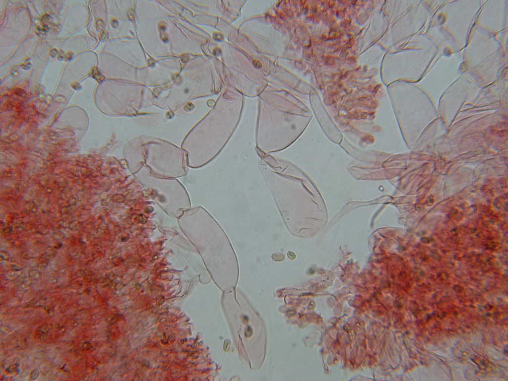 O l''uno... o l''atro???